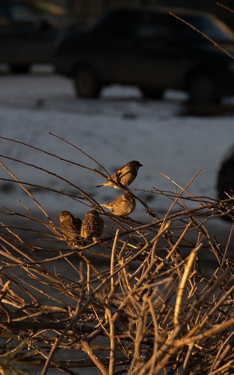 sparrows